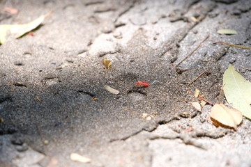 Red bugs in the sand