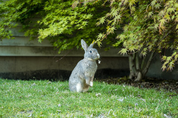 cute grey rabbit standing under a maple tree with a piece of maple leaf in its mouth