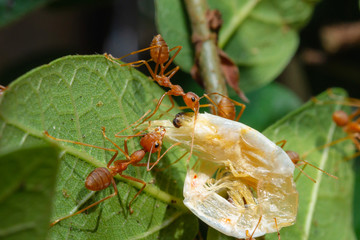 Red Ants are sending food to each other,Teamwork