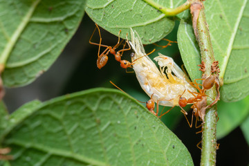 Red Ants are sending food to each other,Teamwork