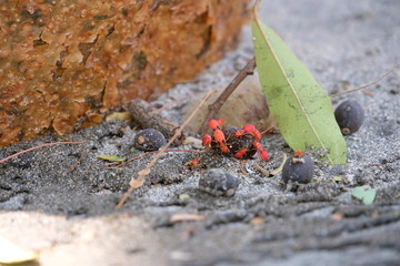 Red bugs in the sand