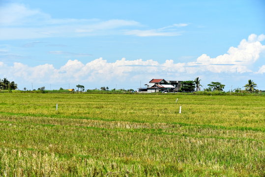 Around the Santiago City, Isabela, Philippines, Santiago City Sightseeing , Rice Field, one of major cities of rice procedures in the Philippines