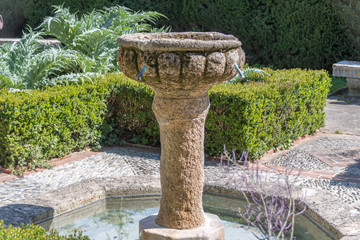 Fototapeta na wymiar Roseraie des jardins du monastère de Cimiez à Nice