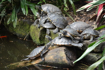 Funny turtles at Halifax Tropical World