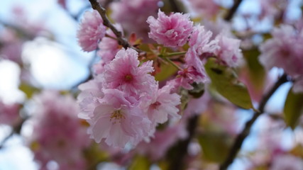 八重桜