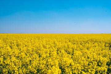 Obraz premium Blooming yellow rape field in the sunshine and bright blue sky