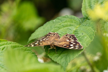 butterfly on a leaf