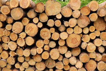 geszapelte Baumstämme