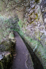 Fototapeta premium Levada walk in Madeira in a summer sunny day through the forest path