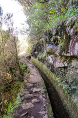 Fototapeta na wymiar Levada walk in Madeira in a summer sunny day through the forest path