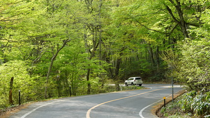 森の風景　道路