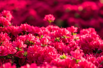 flower field in the park with dense red flowers blooming under the sun 