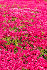 Fototapeta premium flower field in the park with dense red flowers blooming under the sun 