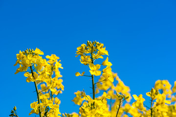 Closeup of a blossoming yellow rape plant with a ladybug with the bright blue sky