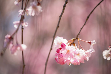 Pink cherry blossom or sakura flowers