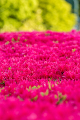 flower field in the park with dense red flowers blooming under the sun in layers