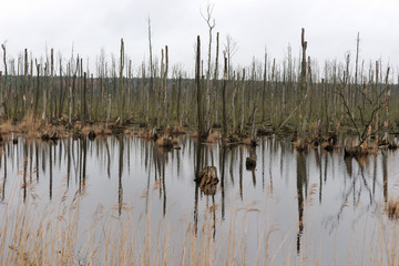 Dead trees in the lake. Dead trees in a swamp. Dead trees in a water. Germany