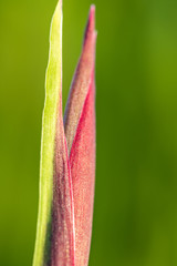 Fototapeta premium pointy pink iris flower bud with creamy green background