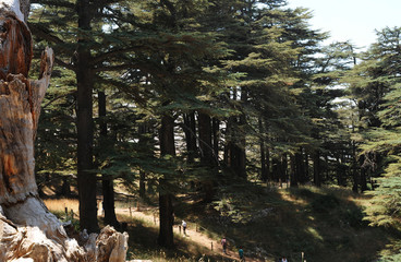The cedar forest Arz er-Rabb in the lebanese mountains and winter-ski-area.