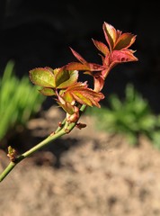 fresh growing leaves at spring