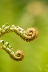beautiful curving fern leaf with creamy green background