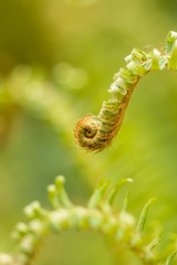 beautiful curving fern leaf with creamy green background