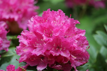 Fototapeta premium rhododendrons