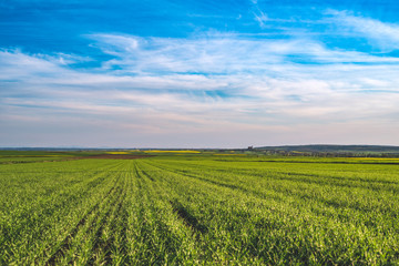 Fototapeta na wymiar Green juicy wheat field and barley field with sunshine and bright blue sky