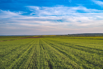 Fototapeta na wymiar Green juicy wheat field and barley field with sunshine and bright blue sky