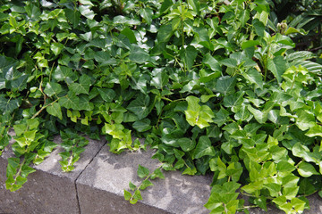 Obraz premium Young ivy on a stone wall.