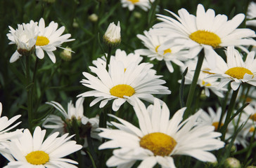Large white daisies, closeup.