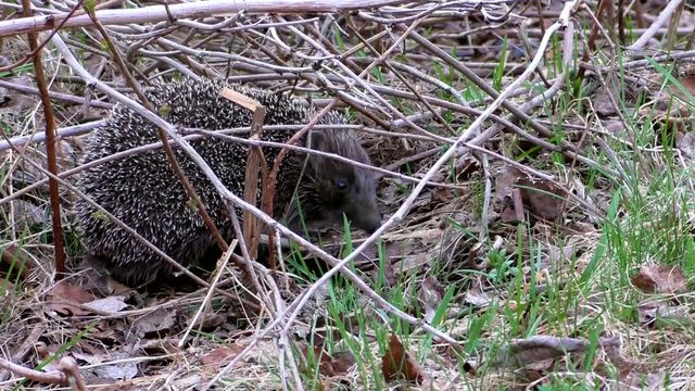 Wild hedgehog hiding in the branches of a tree. Urchin animals in their natural environment.