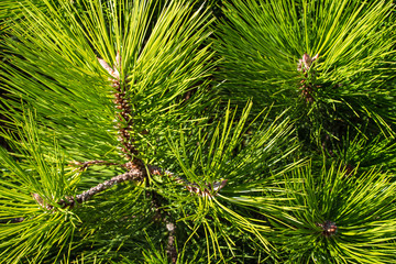 Background with Needles of green Pine Tree.