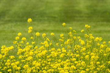 beautiful wild yellow flower field on the roadside with green background