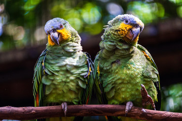 Couple of parrots on branch in tropic forest, Brazil.