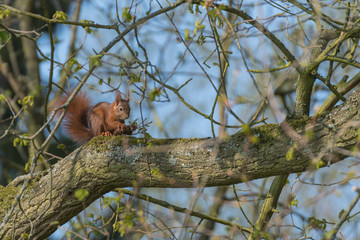 Red squirrel on a tree.Squirrel in the forest