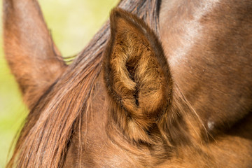 close up of brown horse' ear on a sunny day