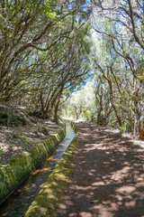 Levada walk in Madeira in a summer sunny day through the forest path