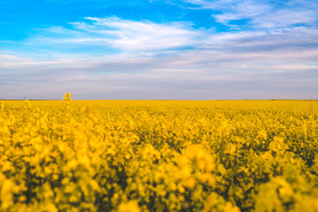 Obraz premium Blooming yellow colza field in sunlight and the bright blue sky