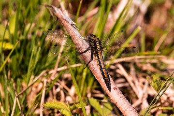 dragonfly on leaf
