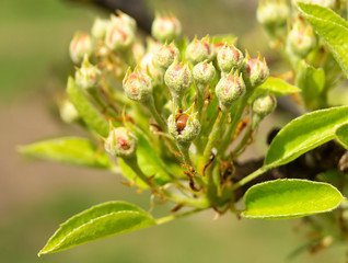 Blossom of the pear at spring length of time