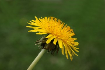 yellow flowers of dandelions at spring