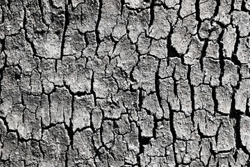 tree bark background