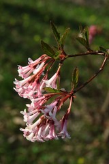 pink flowers of ornamental bush weigela bush