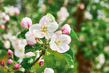 beautiful blooming apple trees orchard in spring garden close up