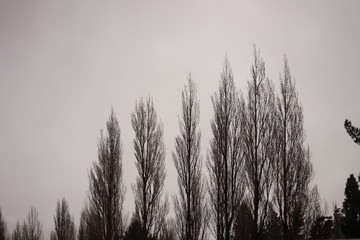 morning in winter forest