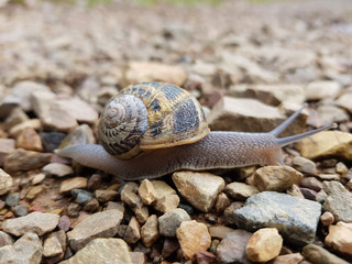 Lumaca