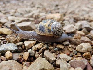 Lumaca