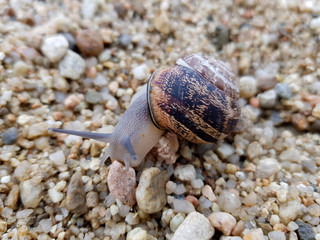 Lumaca
