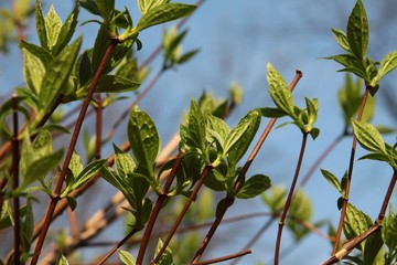 green,fresh leaves on tree at spring